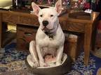 Adopt Emmy Lou a White American Pit Bull Terrier / American Staffordshire