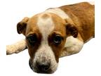 Adopt Birch a Red/Golden/Orange/Chestnut American Pit Bull Terrier / Mixed dog
