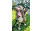 Adopt Laurel a American Pit Bull Terrier / Mixed Breed (Medium) / Mixed dog in