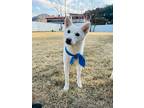 Adopt Gangbi a White - with Tan, Yellow or Fawn Jindo / Mixed dog in Ottawa