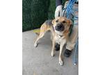 Adopt ZOEY a Black German Shepherd Dog / Mixed dog in El Paso, TX (40869623)