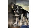 Adopt 55416582 a Black Husky / Mixed dog in El Paso, TX (40869620)