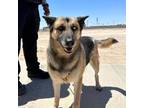 Adopt 55415611 a Black German Shepherd Dog / Mixed dog in El Paso, TX (40869618)