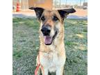 Adopt 55389119 a Brown/Chocolate German Shepherd Dog / Mixed dog in El Paso