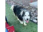 Adopt Rey* a Black Husky / Mixed dog in El Paso, TX (40765431)