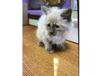 Adopt 55416836 a White Siamese / Mixed cat in El Paso, TX (40869295)