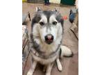Adopt Playful Penny! a Black - with Gray or Silver Husky / Mixed dog in Langley