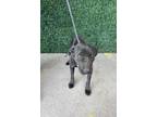 Adopt 55409908 a Black Labrador Retriever / Mixed dog in El Paso, TX (40869112)