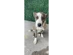 Adopt 55371833 a Gray/Blue/Silver/Salt & Pepper Border Terrier / Mixed dog in El