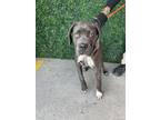 Adopt 55415914 a Brown/Chocolate Labrador Retriever / Mixed dog in El Paso