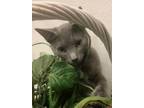 Adopt Compton a Gray, Blue or Silver Tabby Russian Blue (short coat) cat in West