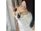 Adopt Jingles a Calico or Dilute Calico Domestic Shorthair (short coat) cat in