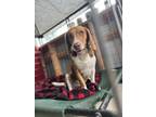 Adopt Binx a Brown/Chocolate - with White Beagle / Mixed dog in Otisville