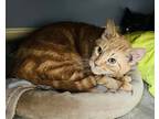 Adopt Wazzi a Tan or Fawn Domestic Shorthair / Domestic Shorthair / Mixed cat in