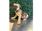 Adopt 55417238 a Tan/Yellow/Fawn German Shepherd Dog / Mixed dog in El Paso