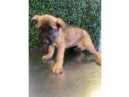 Adopt 55417226 a Tan/Yellow/Fawn German Shepherd Dog / Mixed dog in El Paso