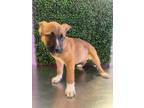 Adopt 55417220 a Tan/Yellow/Fawn German Shepherd Dog / Mixed dog in El Paso