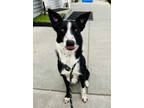 Adopt Chinook a Black - with White Border Collie / Mixed dog in Lynnwood