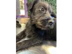 Adopt 55416950 a Black Border Terrier / Mixed dog in El Paso, TX (40868006)
