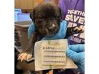 Adopt 55416852 a Black Shar Pei / Mixed dog in El Paso, TX (40868005)