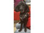 Adopt Lucky #10 a Black Poodle (Miniature) / Mixed dog in Umatilla