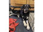 Adopt Vivie a Black - with Brown, Red, Golden, Orange or Chestnut Shepherd