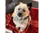 Adopt Winter a Mixed Breed (Medium) / Mixed dog in Rancho Santa Fe