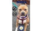 Adopt Noel a Tan/Yellow/Fawn American Pit Bull Terrier / Mixed dog in
