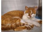 Adopt Creamsicle a Orange or Red Domestic Shorthair / Domestic Shorthair / Mixed