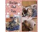 Adopt Skittles and Pixie a Brown Tabby Domestic Shorthair (short coat) cat in