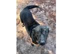 Adopt Kimber a Black Mixed Breed (Medium) / Mixed dog in Green Cove Springs