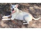 Adopt Hudson a White Mixed Breed (Medium) / Mixed Breed (Medium) / Mixed (short