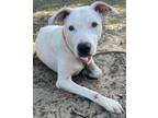Adopt Wonder a White Mixed Breed (Medium) / Mixed dog in Green Cove Springs