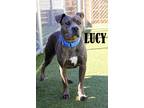 Adopt Lucy a Terrier (Unknown Type, Medium) dog in Mooresville, NC (40856693)