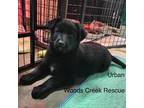 Adopt URBAN a Black Labrador Retriever / Mixed dog in Silverton, OR (40867280)