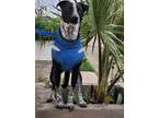 Adopt Duggy a White - with Black Greyhound / Whippet / Mixed dog in Surrey
