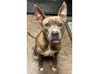 Adopt Knoxley a Brindle American Staffordshire Terrier / Mixed dog in Florence