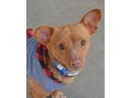 Adopt Fife a Tan/Yellow/Fawn Terrier (Unknown Type, Small) / Mixed dog in