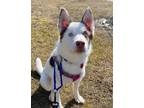 Adopt Gambit a Siberian Husky / Mixed dog in Matawan, NJ (40360426)
