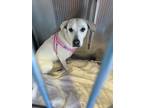 Adopt 55416162 a White Labrador Retriever / Mixed dog in El Paso, TX (40866761)