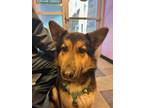 Adopt 55416064 a White German Shepherd Dog / Mixed dog in El Paso, TX (40866759)