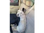 Adopt Sky a White Border Terrier / Mixed dog in El Paso, TX (40866757)