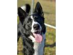Adopt Max a Black - with White Border Collie / Mixed dog in Arlington