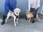 Adopt Ben (bonded with Jerry) a Brown/Chocolate Labrador Retriever / Mixed dog