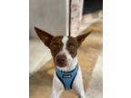 Adopt Imona a Mixed Breed (Medium) / Mixed dog in Thousand Oaks, CA (40845999)