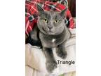 Adopt Triangle a Gray or Blue (Mostly) Domestic Shorthair (short coat) cat in