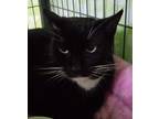Adopt Kate a All Black Domestic Shorthair / Domestic Shorthair / Mixed cat in