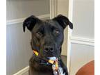 Adopt T-Bone a Black - with White Labrador Retriever / Pit Bull Terrier / Mixed