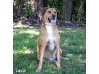 Adopt Layla a Brown/Chocolate Hound (Unknown Type) / Mixed Breed (Medium) /