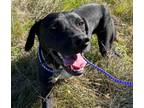 Adopt Felix a Black - with White Labrador Retriever / Great Dane / Mixed dog in